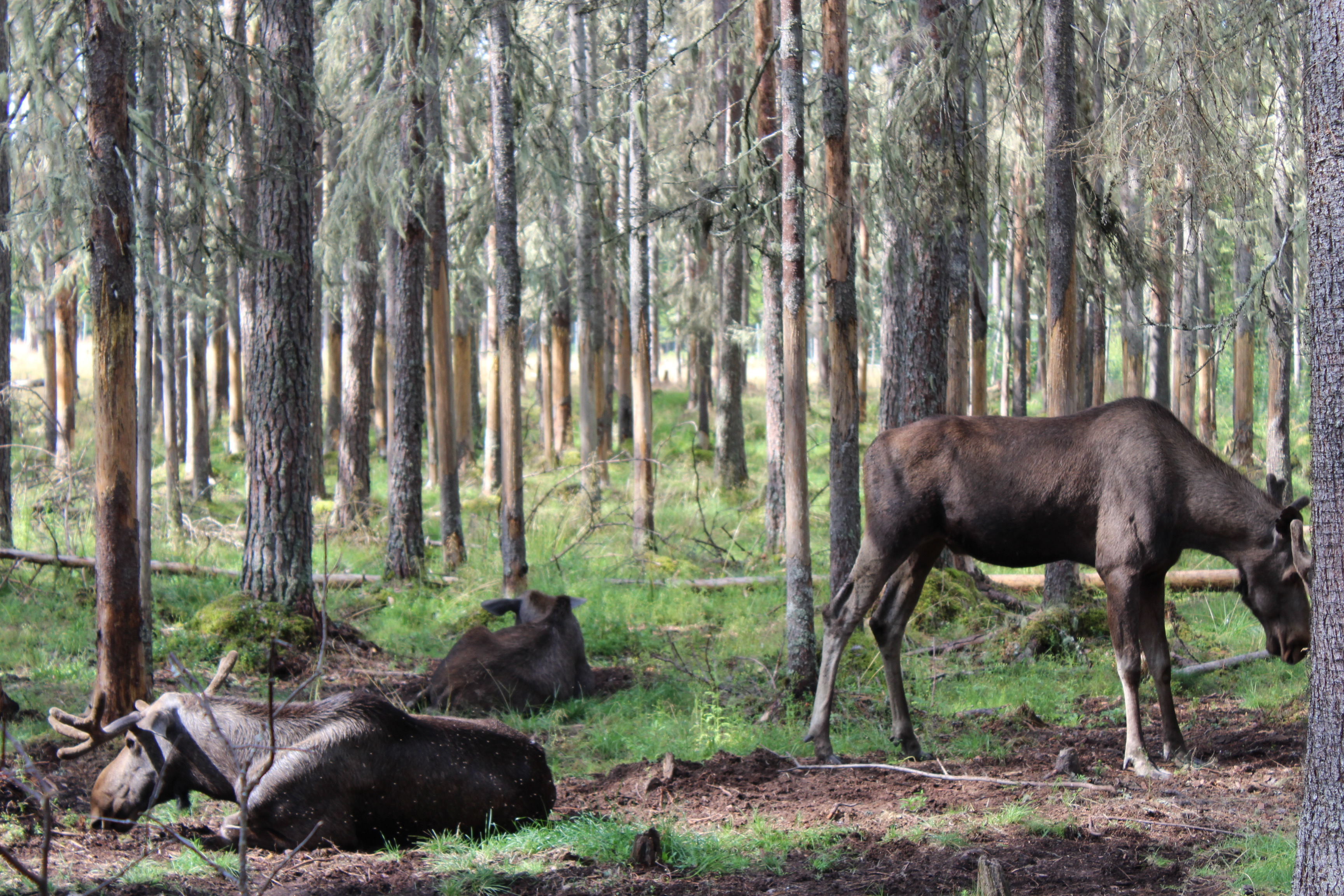 Värmlands Moosepark